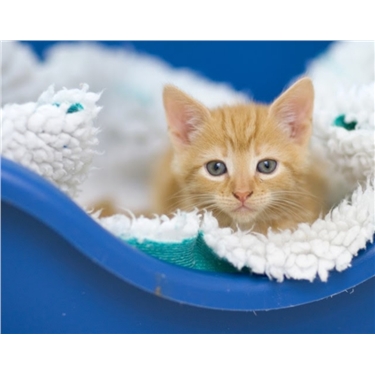 Online buying of cats and kittens Online buying of cats and kittens