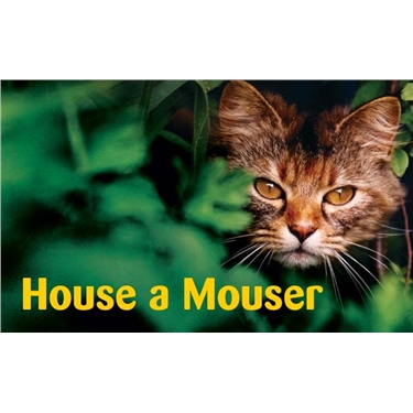 Urgent Feral Homes Needed Urgent Feral Homes Needed