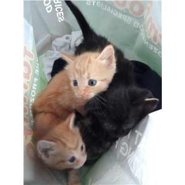 Kittens found inside tied plastic bag, in busy residential area Kittens found inside tied plastic bag, in busy residential area
