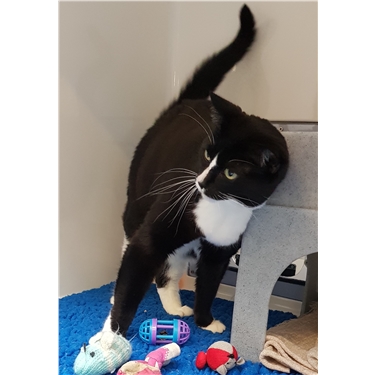 Benji is our new sponsor cat Benji is our new sponsor cat