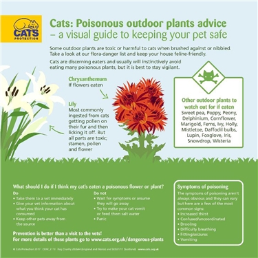 Cat Friendly Garden Cat Friendly Garden
