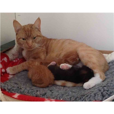 Neutering Help Available Neutering Help Available