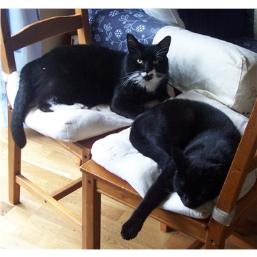 Semi ferals move indoors Semi ferals move indoors