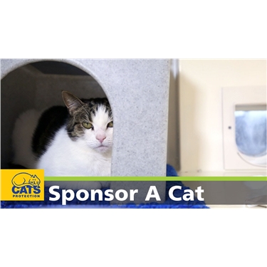 Become a cat sponsor