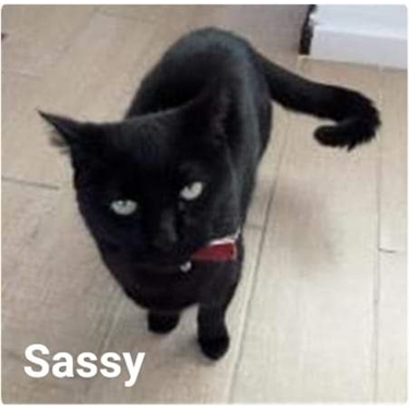 Good Luck Sassy Good Luck Sassy
