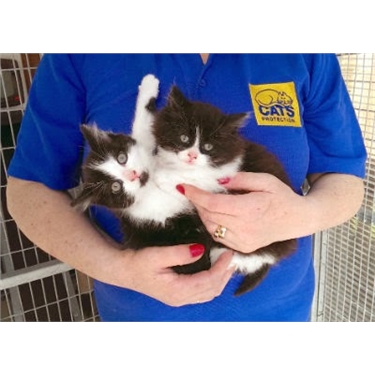 **APPEAL FOR FOSTERERS** **APPEAL FOR FOSTERERS**
