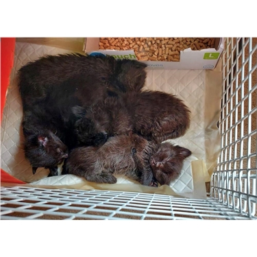 Hand-reared kittens need your help Hand-reared kittens need your help