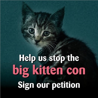 The Big Kitten Con