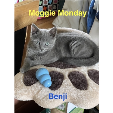 Moggie Monday - Benji