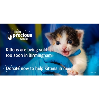 8 Precious weeks - Help kittens being sold too soon in Birmingham