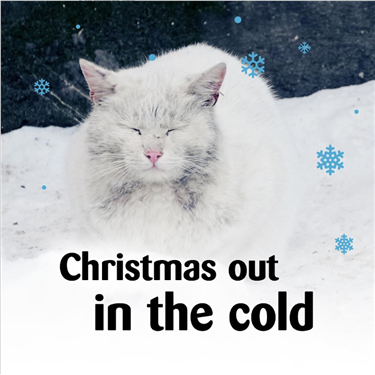 Make Christmas Magical for cats in St Helens this year 