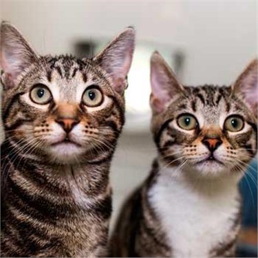 Can you tell if your cats are friends or foes? Can you tell if your cats are friends or foes?