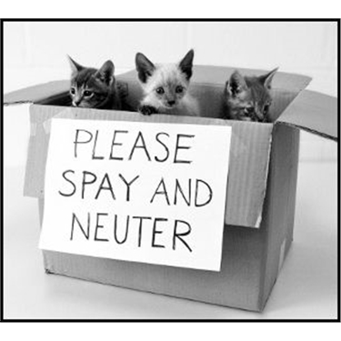 Neuter and chip for £5 is back!