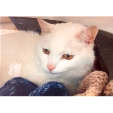 RIP Snowflake (Snowy) 🐾❤️ RIP Snowflake (Snowy) 🐾❤️