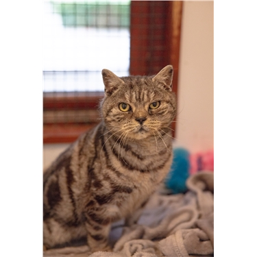 Our next Homing Show - Saturday 27 April in Hadleigh Our next Homing Show - Saturday 27 April in Hadleigh