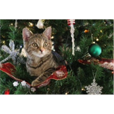 Keeping your cat safe at Christmas