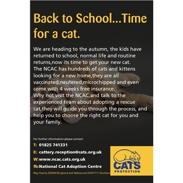 Back to school... Time for a cat Back to school... Time for a cat
