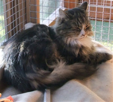 Cats Protection Cambridge reaching a wider audience Cats Protection Cambridge reaching a wider audience