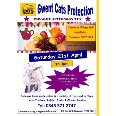 Thank you so much for your amazing support ! PAWSOME AFTERNOON TEA & Sponsored Head Shave Thank you so much for your amazing support ! PAWSOME AFTERNOON TEA & Sponsored Head Shave