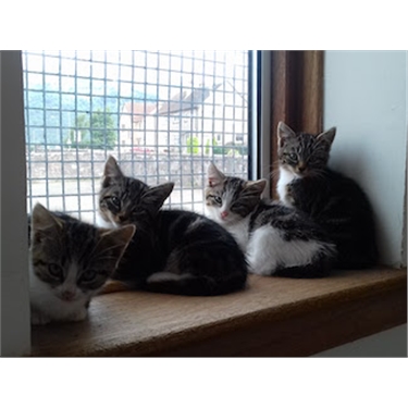 Kittens galore Kittens galore