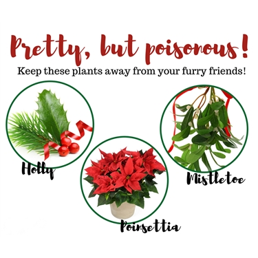 Festive plants potentially fatal to cats Festive plants potentially fatal to cats