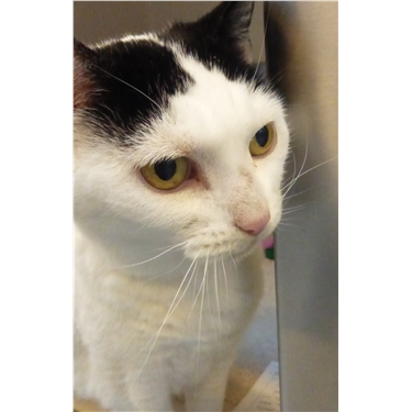 Daisy in Cat of the Month Daisy in Cat of the Month