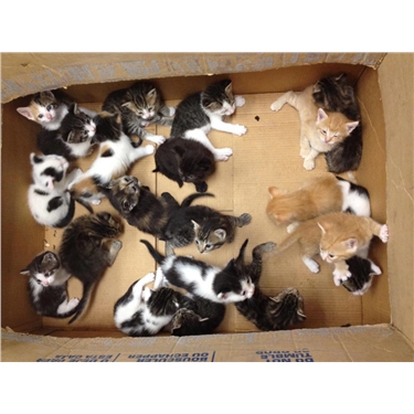 August to October 2016 Neutering Campaign August to October 2016 Neutering Campaign