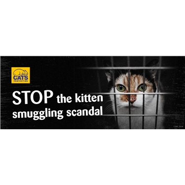 Stop the Kitten Smuggling Scandal Stop the Kitten Smuggling Scandal