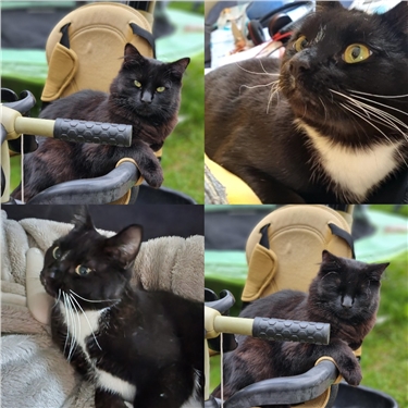 Boots and Dexter Happy Rehoming Story 