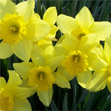 Narcissus Poisoning Narcissus Poisoning