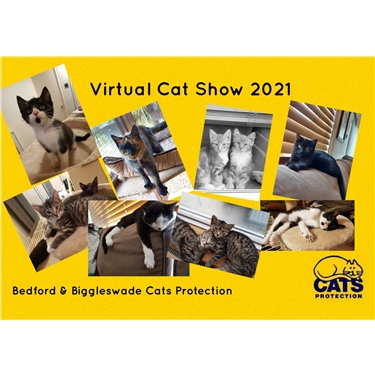 Virtual Cat Show 2021