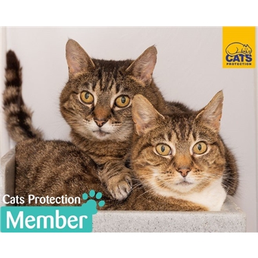 Become a Cats Protection Member today and support our branch Become a Cats Protection Member today and support our branch
