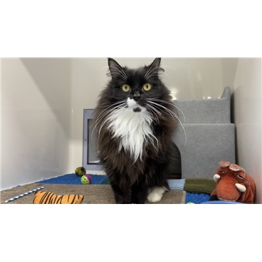 National Pet Month: April National Pet Month: April