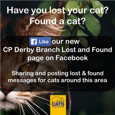 Recently found shop cats near me