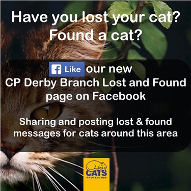 Lost & Found Cats