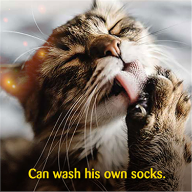 Cat learning for 5-11 year olds Cat learning for 5-11 year olds