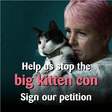 The big kitten con campaign