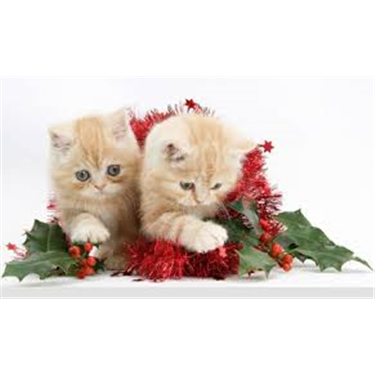 Christmas 2016 Christmas 2016
