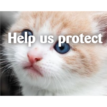 Help us care for kittens taken from their mothers too soon