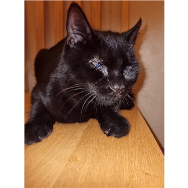 Appeal to help Gwent cats like Stephen