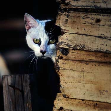 Cats Protection launches advice leaflet on keeping cats safe