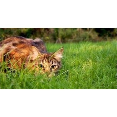 Fram & Sax News and Cat Care September 2018 Fram & Sax News and Cat Care September 2018