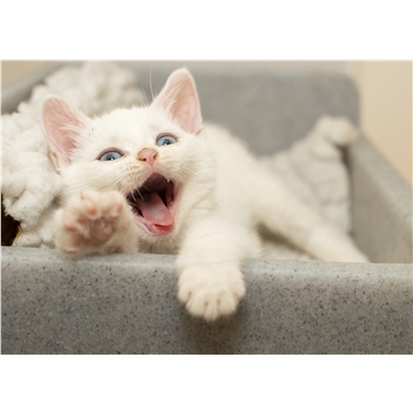 Our Journal Blog is full of Purrfect News! Our Journal Blog is full of Purrfect News!