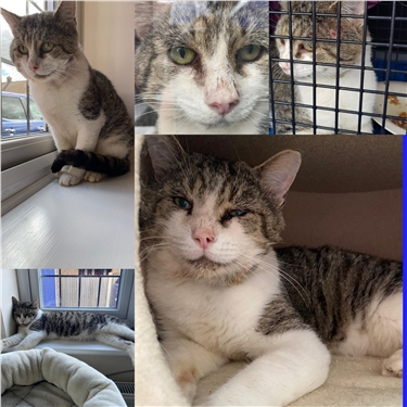 Can you help Thor be super again? Can you help Thor be super again?