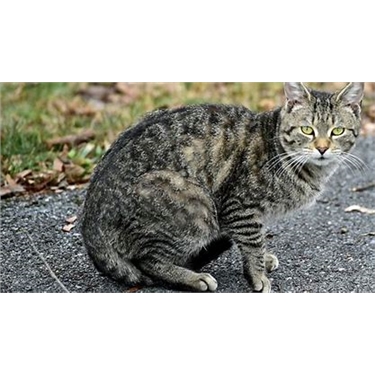 Feed a Feral help request