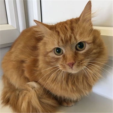 Can you help Wendall find his route home? Can you help Wendall find his route home?