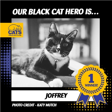 Joffrey crowned heroic winner of National Black Cat Day Joffrey crowned heroic winner of National Black Cat Day