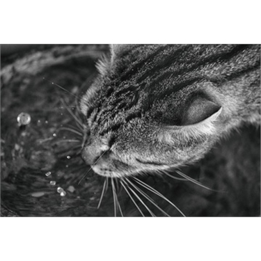 Fram & Sax News & Cat Advice November 2020 Fram & Sax News & Cat Advice November 2020