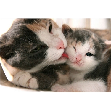 2018 Neutering Campaign 2018 Neutering Campaign