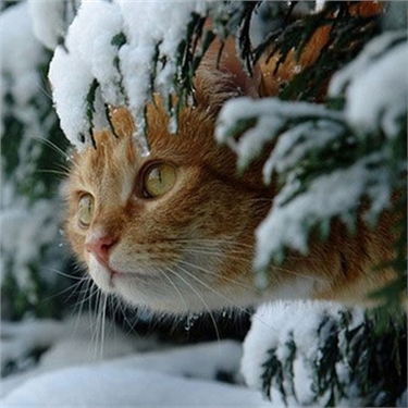 Cats and cold weather Cats and cold weather